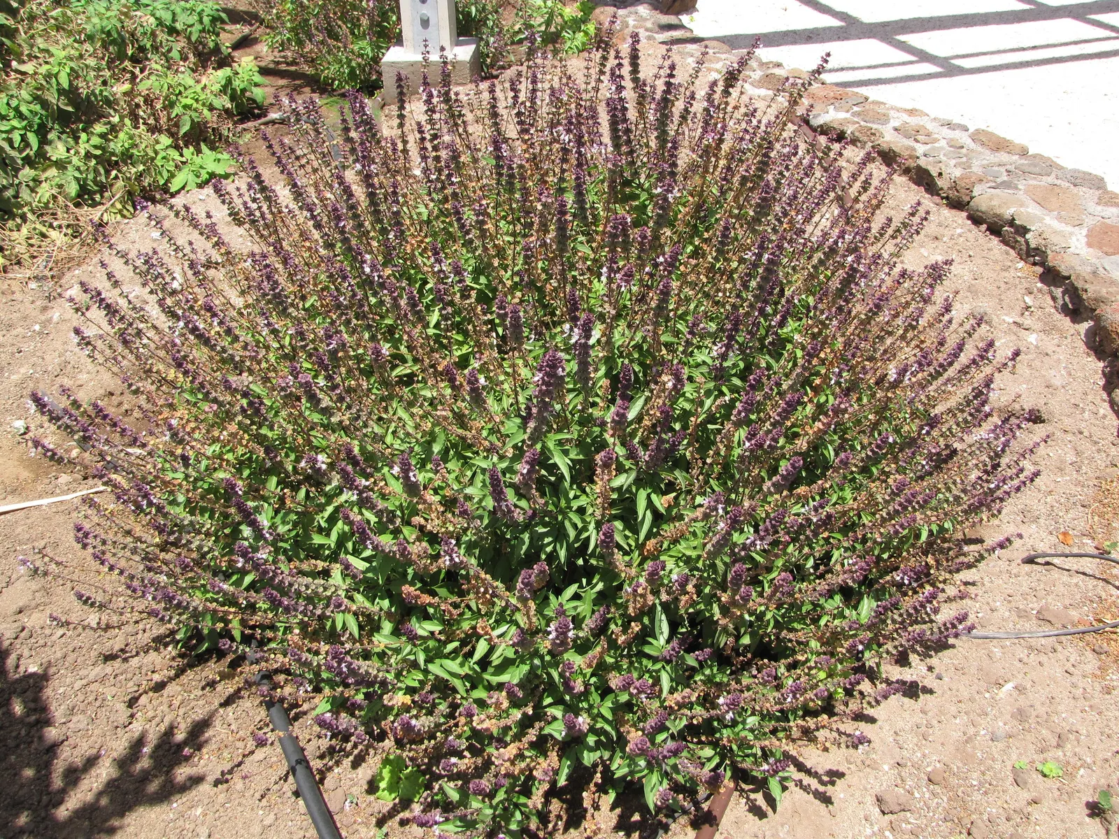 Thai Basil (Ocimum Basilicum Var. Thyrsiflora) — This herb is distinguished by its medium green foliage with a slight purple tinge and a unique; multi-colored