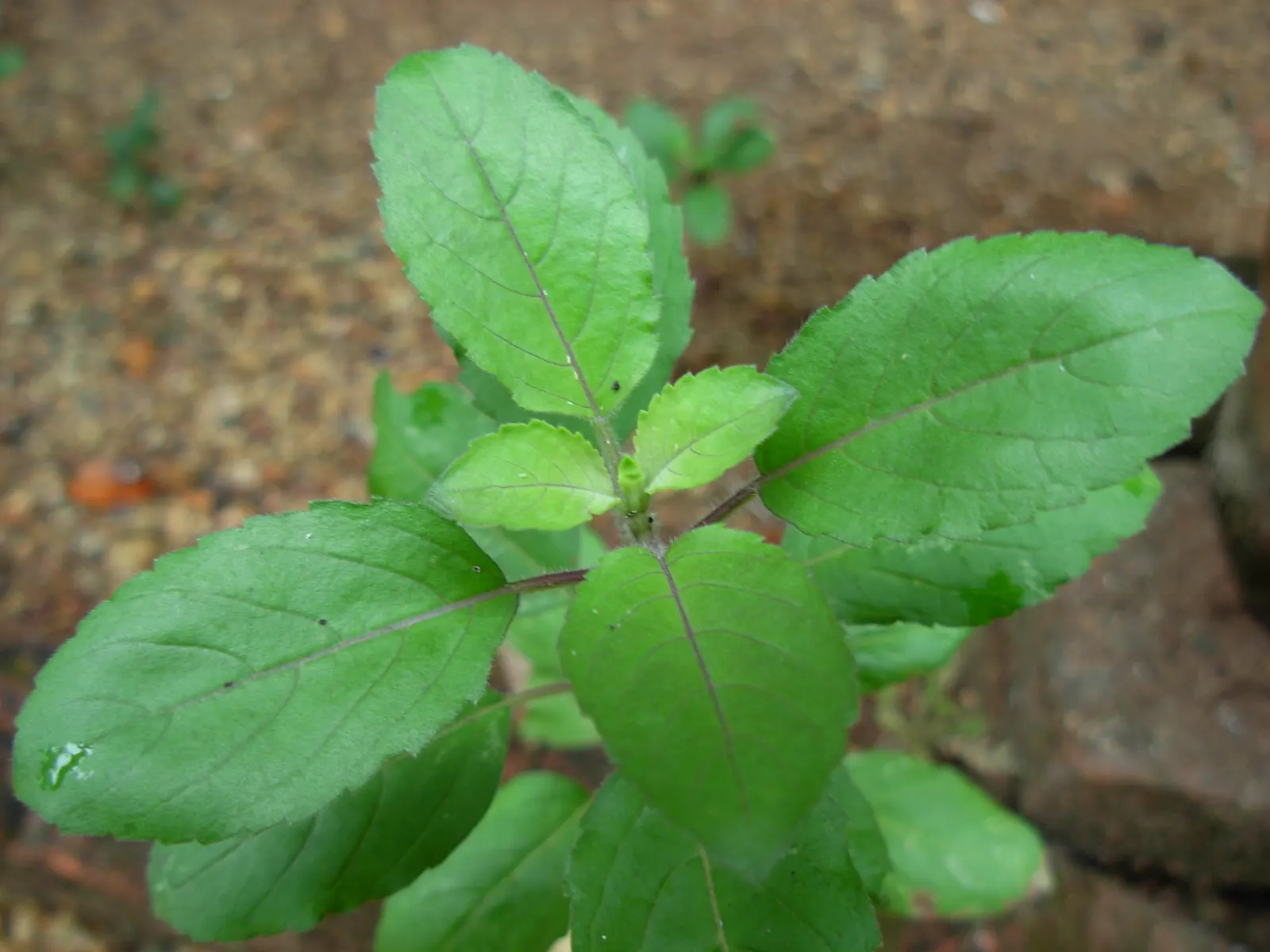 Thai Basil (Ocimum Basilicum Var. Thyrsiflora) — thyrsiflora) is a flavorful culinary herb characterized by its sturdy