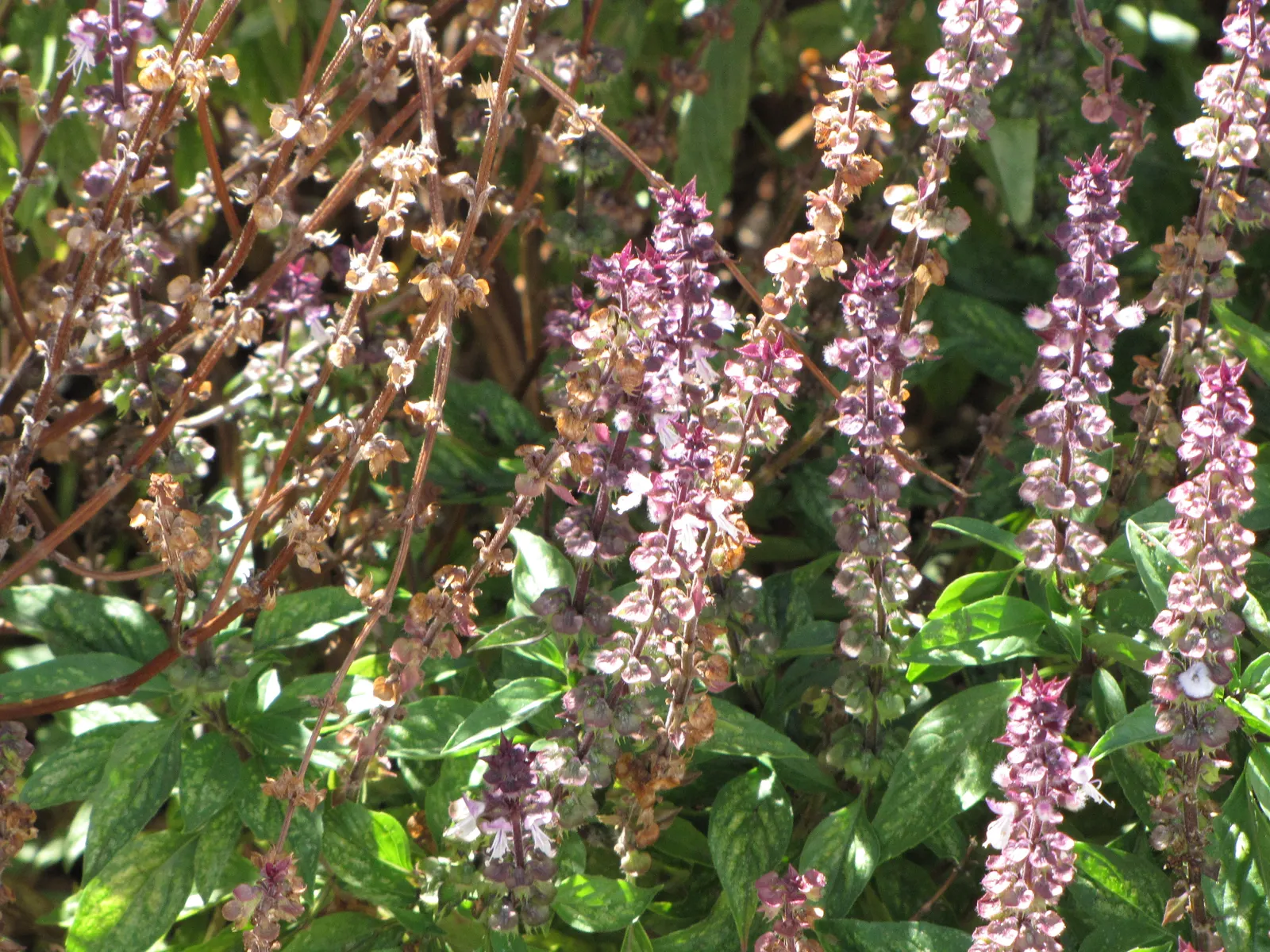 Thai Basil (Ocimum Basilicum Var. Thyrsiflora) — These blooms can be encouraged through regular pinching back of the plant's tips