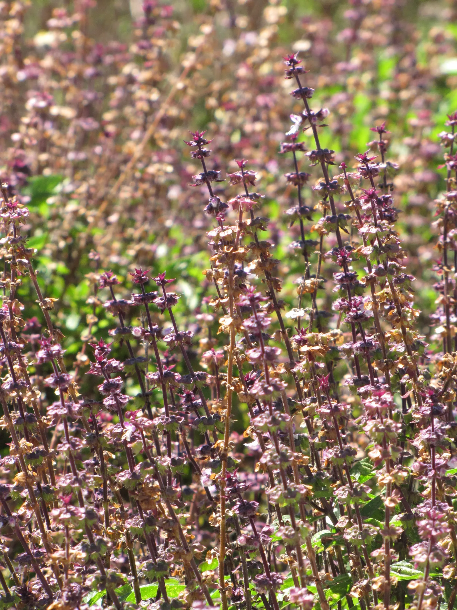 Thai Basil (Ocimum Basilicum Var. Thyrsiflora) — Thai Basil, scientifically named Ocimum basilicum var