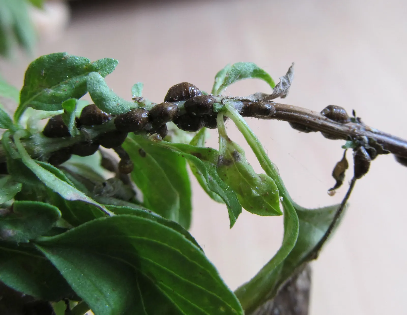 Thai Basil (Ocimum Basilicum Var. Thyrsiflora) — especially in drier climates