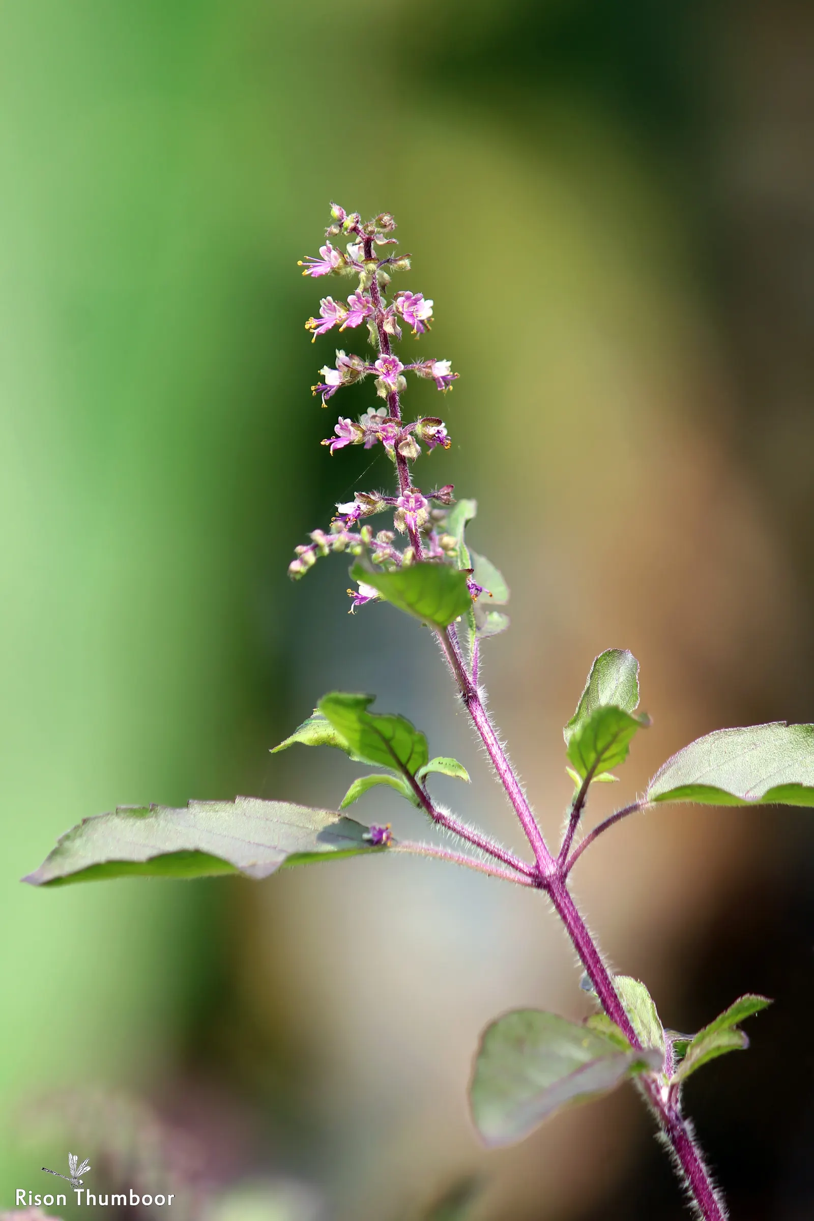 Thai Basil (Ocimum Basilicum Var. Thyrsiflora) — and the plant has a more compact growth habit; thai Basil is best utilized in USDA Hardiness Zones 10-11