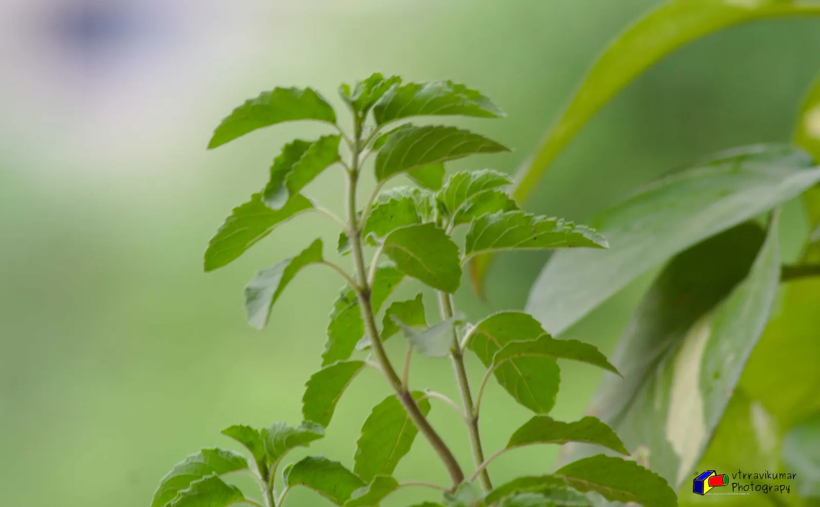 Thai Basil (Ocimum Basilicum Var. Thyrsiflora) — this variety is ideal for adding both visual interest and aromatic seasoning to a landscape or kitchen garden