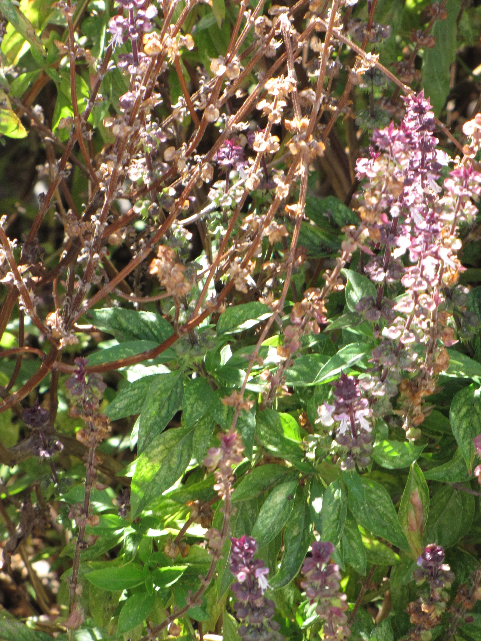 Thai Basil (Ocimum Basilicum Var. Thyrsiflora) — multi-colored and purple and white flowers in the garden