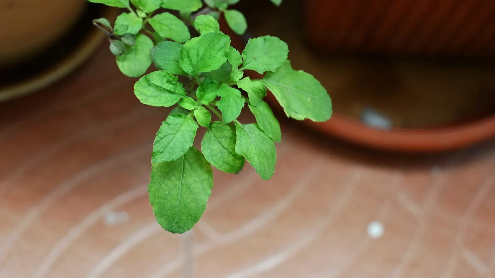 Thai Basil (Ocimum Basilicum Var. Thyrsiflora) — especially in drier climates; position Thai Basil in full sun where it will receive at least 6 to 8 hours of