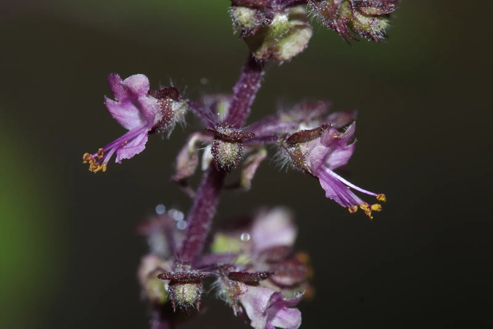 Thai Basil (Ocimum Basilicum Var. Thyrsiflora) — Thai Basil is best utilized in USDA Hardiness Zones 10-11