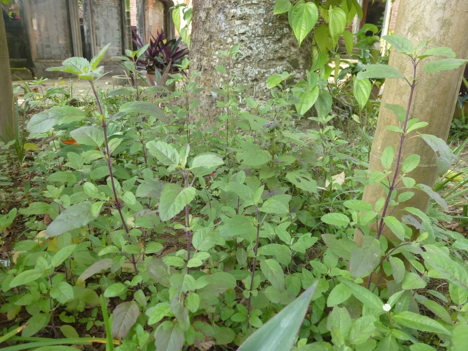 Thai Basil (Ocimum Basilicum Var. Thyrsiflora) — herb for full; but it can also be grown as an annual in cooler regions or moved indoors during colder months
