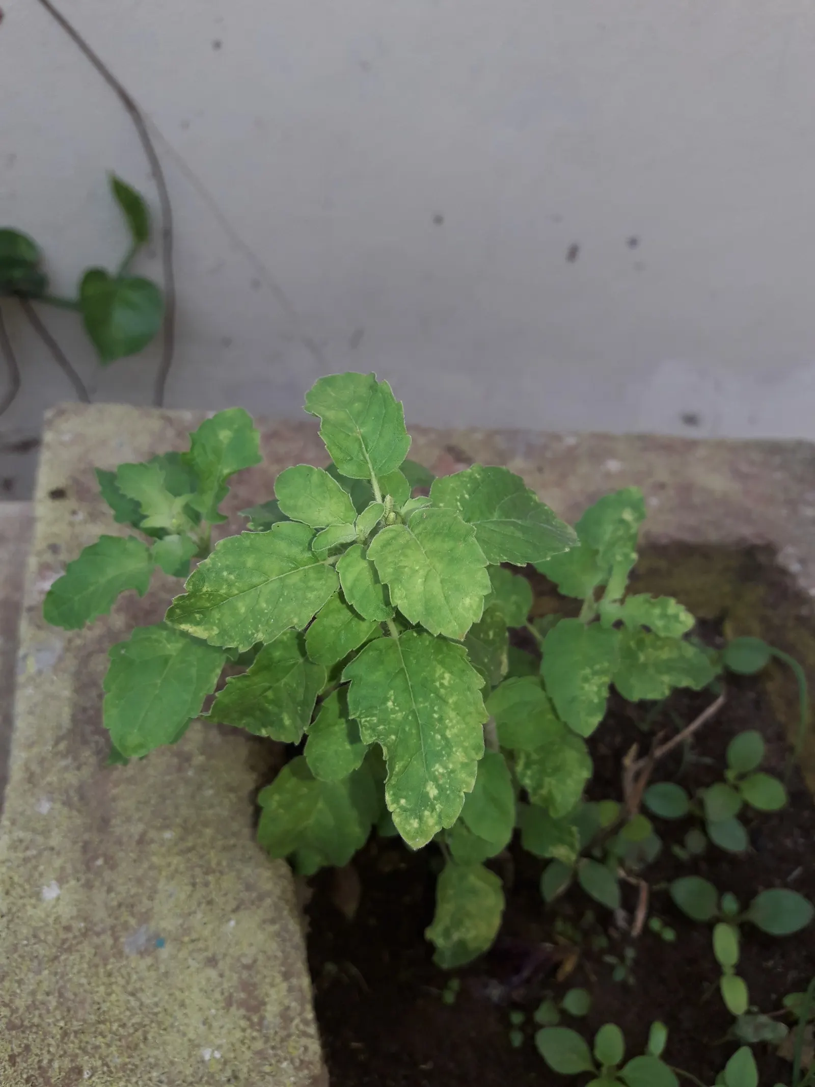 Thai Basil (Ocimum Basilicum Var. Thyrsiflora) — Thai Basil (Ocimum basilicum var; adaptable to well-draining soil and preferring full sun (6+ hours daily)