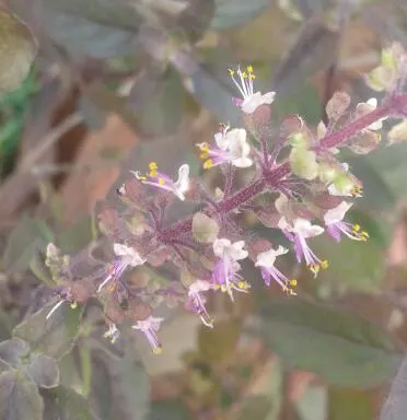 Thai Basil (Ocimum Basilicum Var. Thyrsiflora) — and the plant has a more compact growth habit