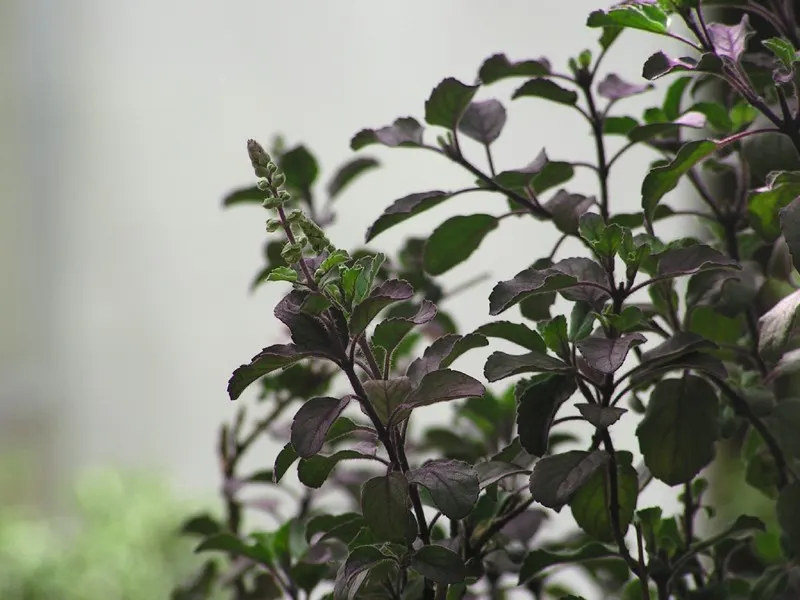 Thai Basil (Ocimum Basilicum Var. Thyrsiflora) — the leaves of Thai Basil are slightly smaller; promoting bushier growth and extended flowering.<br><br>For an