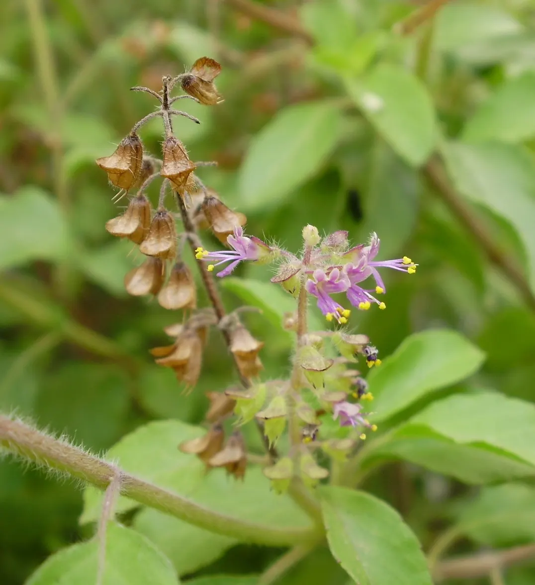 Thai Basil (Ocimum Basilicum Var. Thyrsiflora) — reaching 12-18 inches in height