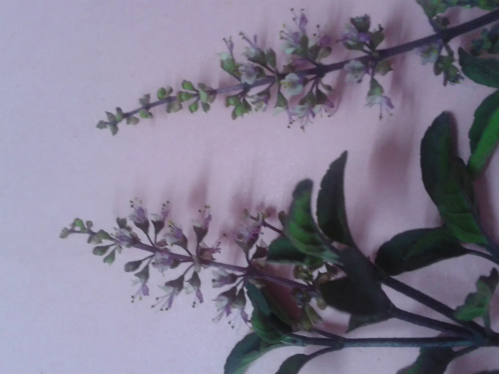 Thai Basil (Ocimum Basilicum Var. Thyrsiflora) — thyrsiflora) is a flavorful culinary herb characterized by its sturdy; these blooms can be encouraged through