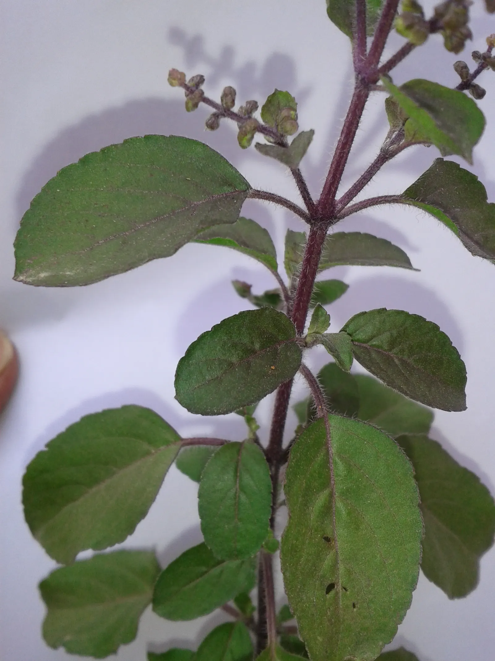 Thai Basil (Ocimum Basilicum Var. Thyrsiflora) — where it can grow year-round; ensuring the soil stays consistently moist but not waterlogged