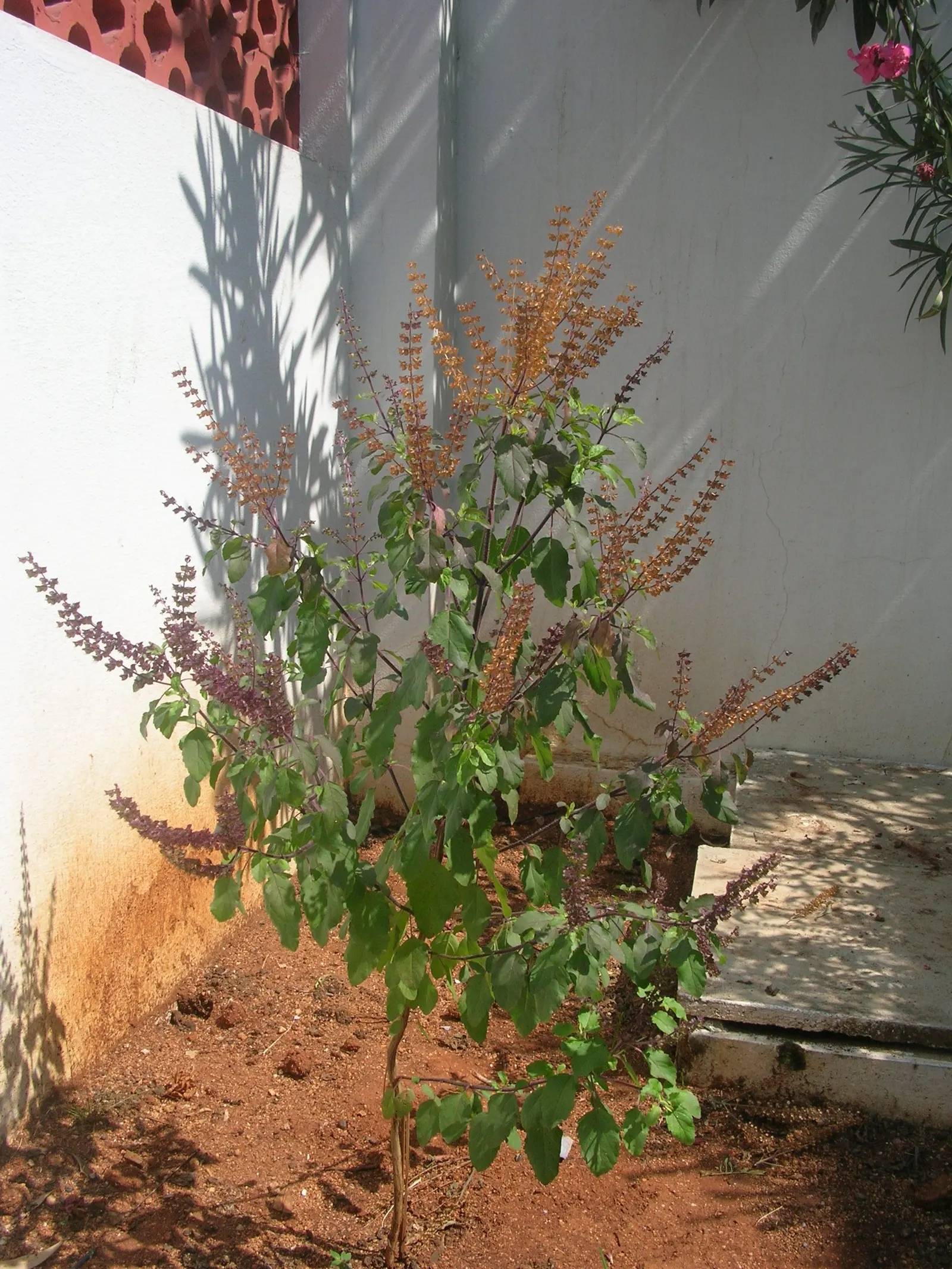 Thai Basil (Ocimum Basilicum Var. Thyrsiflora) — this variety is ideal for adding both visual interest and aromatic seasoning to a landscape or, image 29