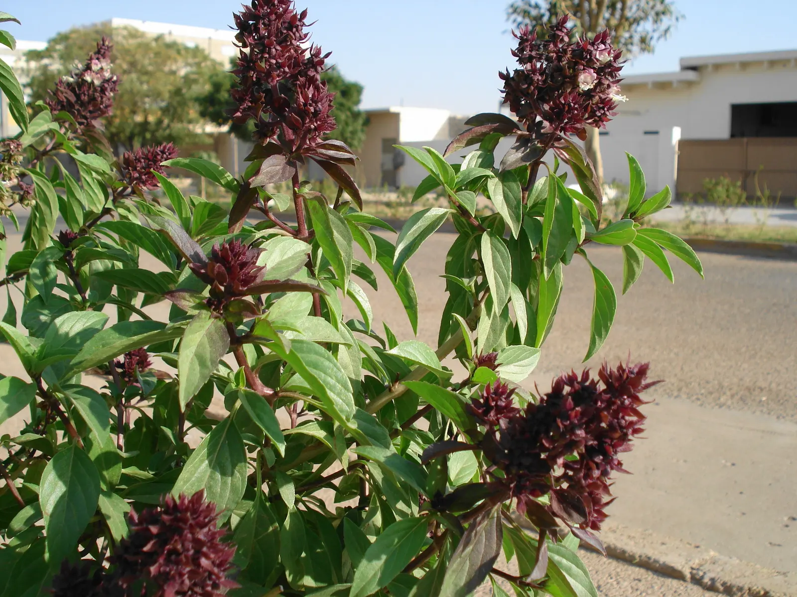 Thai Basil (Ocimum Basilicum Var. Thyrsiflora) — ensuring the soil stays consistently moist but not waterlogged