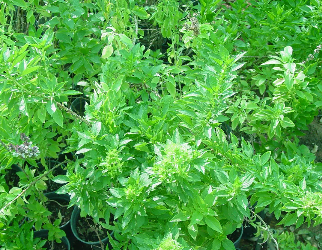 Thai Basil (Ocimum Basilicum Var. Thyrsiflora) — The plant prefers well-draining soil with a neutral to slightly acidic pH; herb with multi-colored and purple