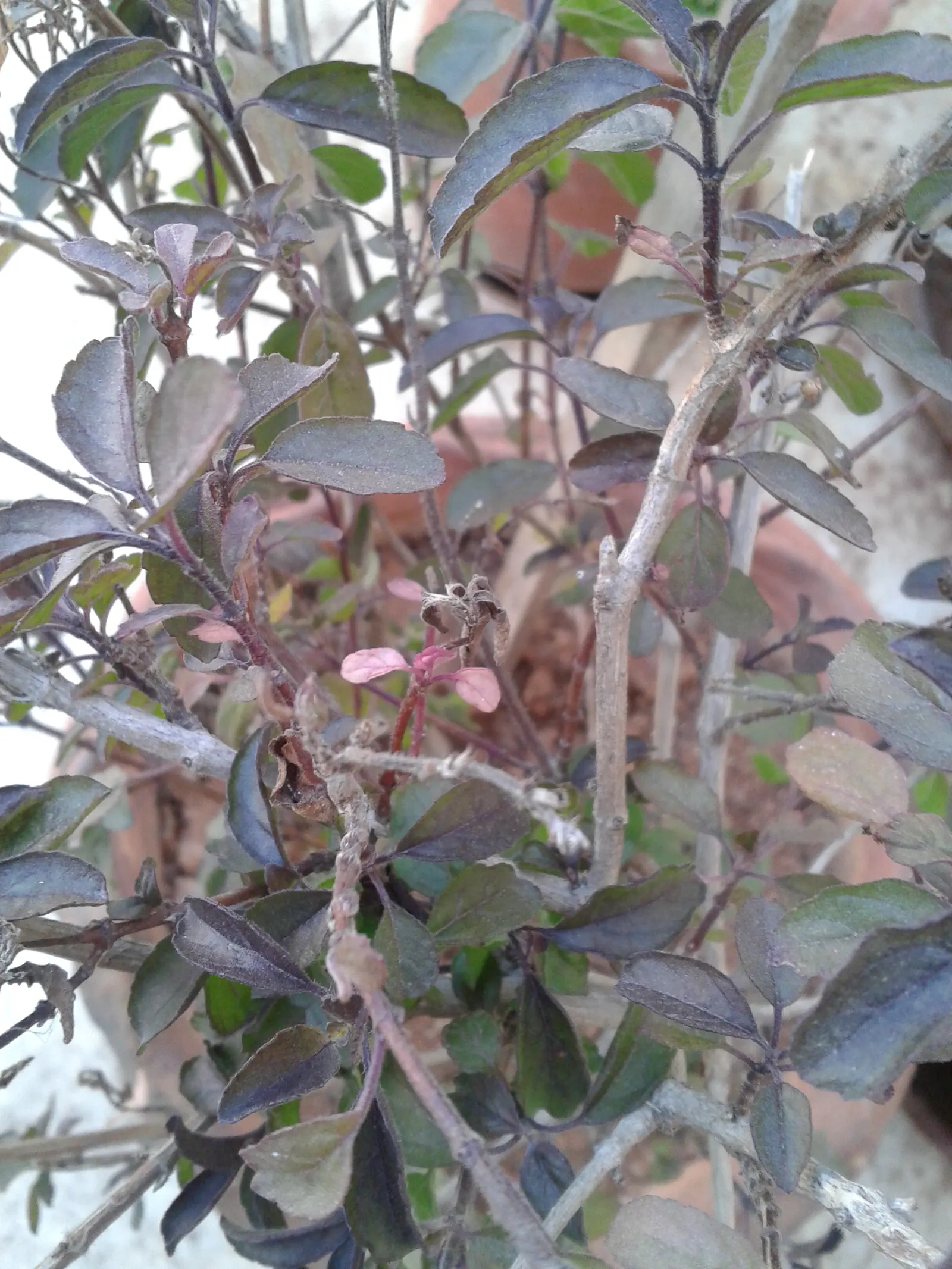 Thai Basil (Ocimum Basilicum Var. Thyrsiflora) — Thai Basil (Ocimum basilicum var