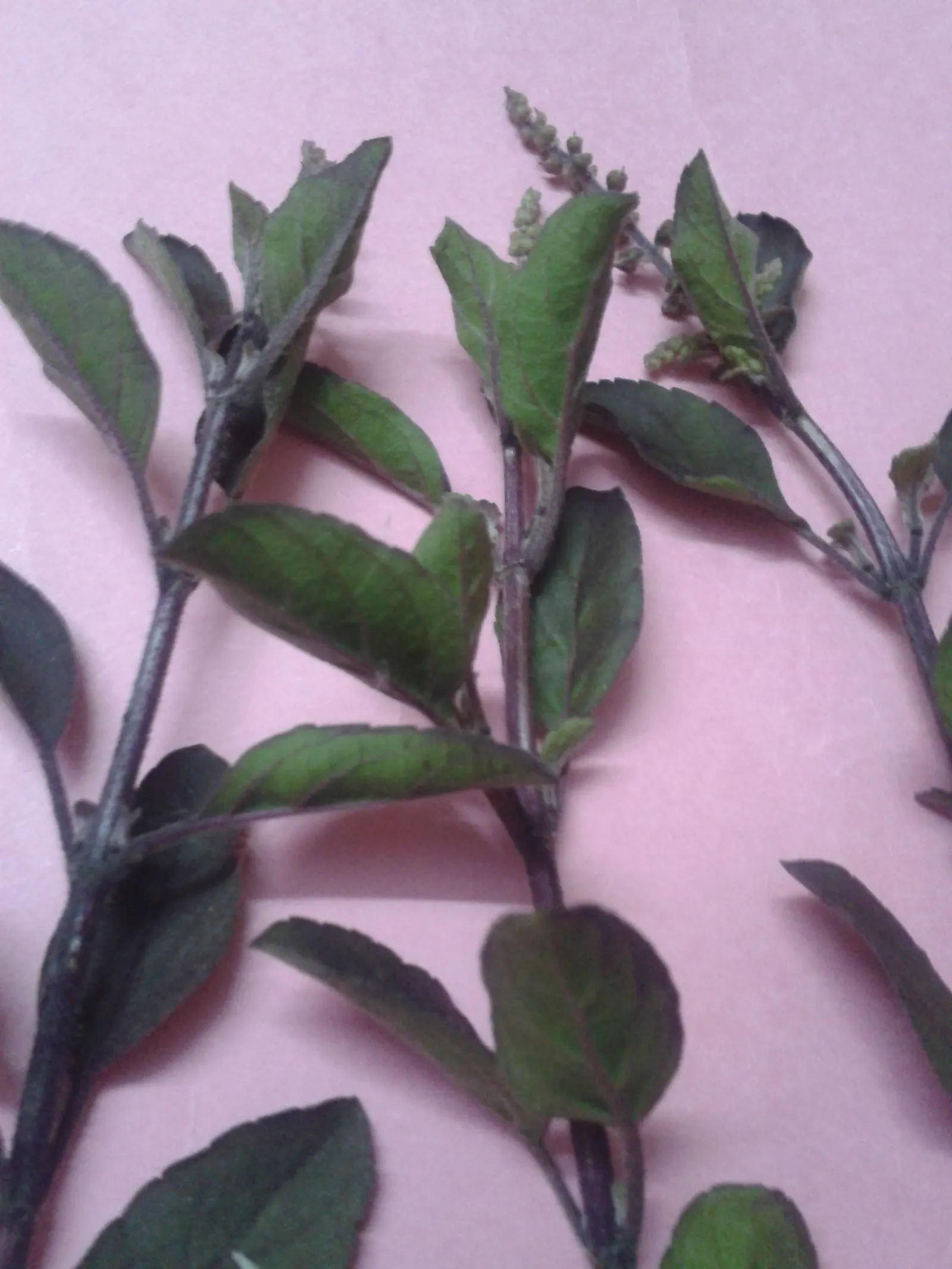 Thai Basil (Ocimum Basilicum Var. Thyrsiflora) — reaching 12-18 inches in height; it is also advisable to shelter the plant from strong winds