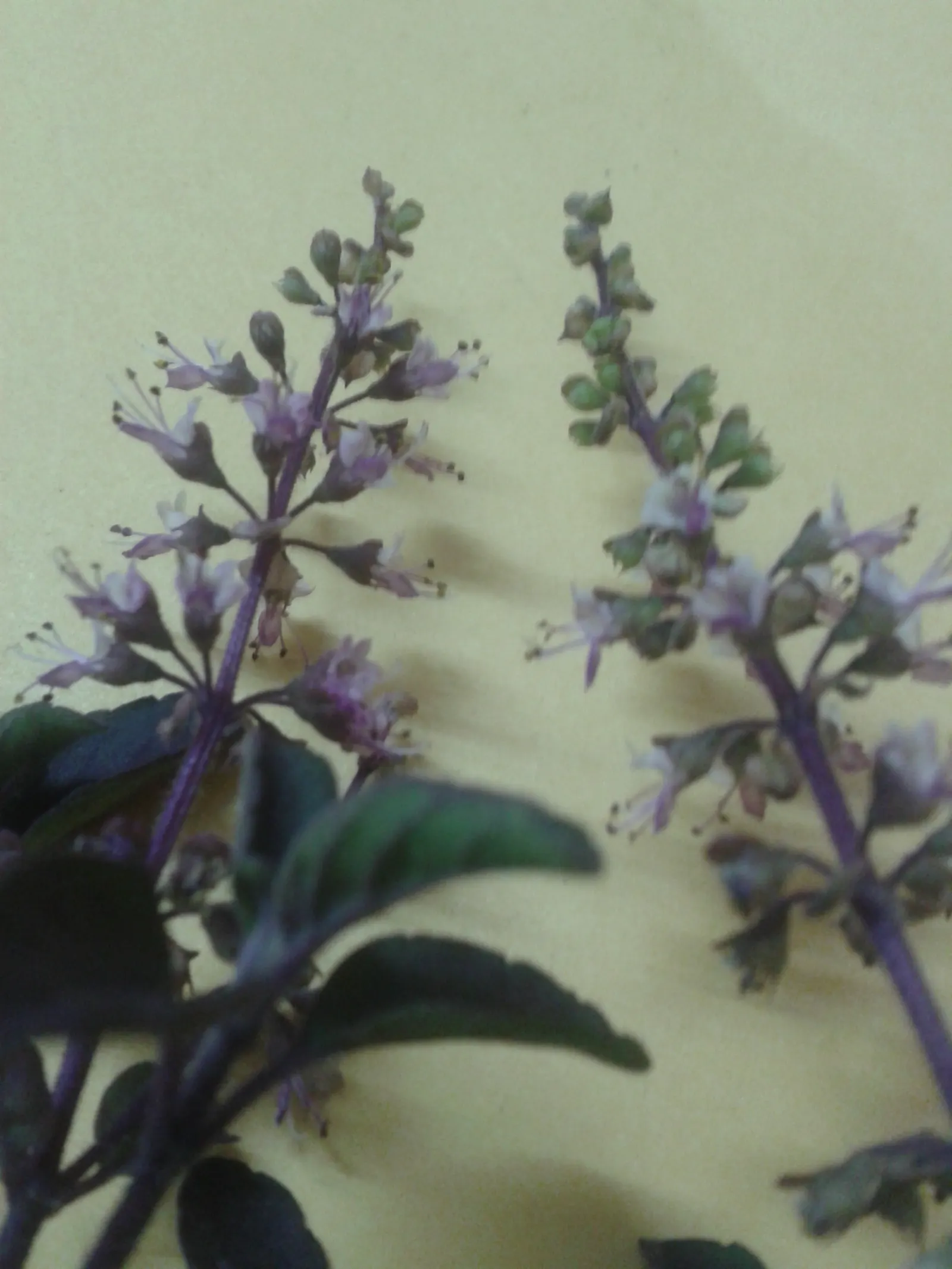Thai Basil (Ocimum Basilicum Var. Thyrsiflora) — where it can grow year-round
