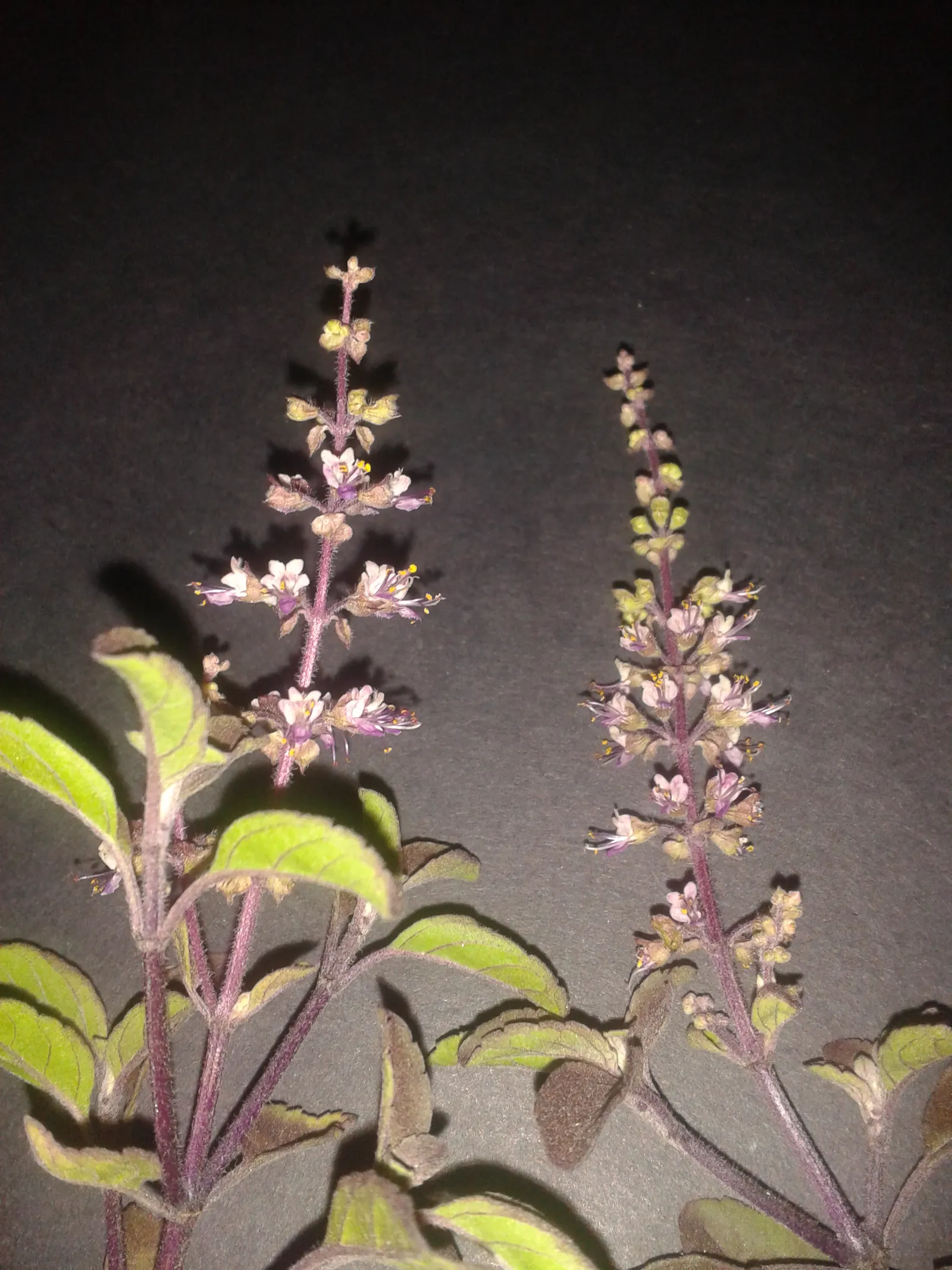 Thai Basil (Ocimum Basilicum Var. Thyrsiflora) — but it can also be grown as an annual in cooler regions or moved indoors during colder months