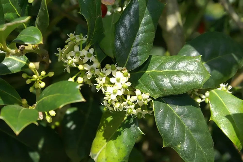 Nellie Stevens Holly (Ilex X 'Nellie R. Stevens') — it thrives in USDA zones 6-9