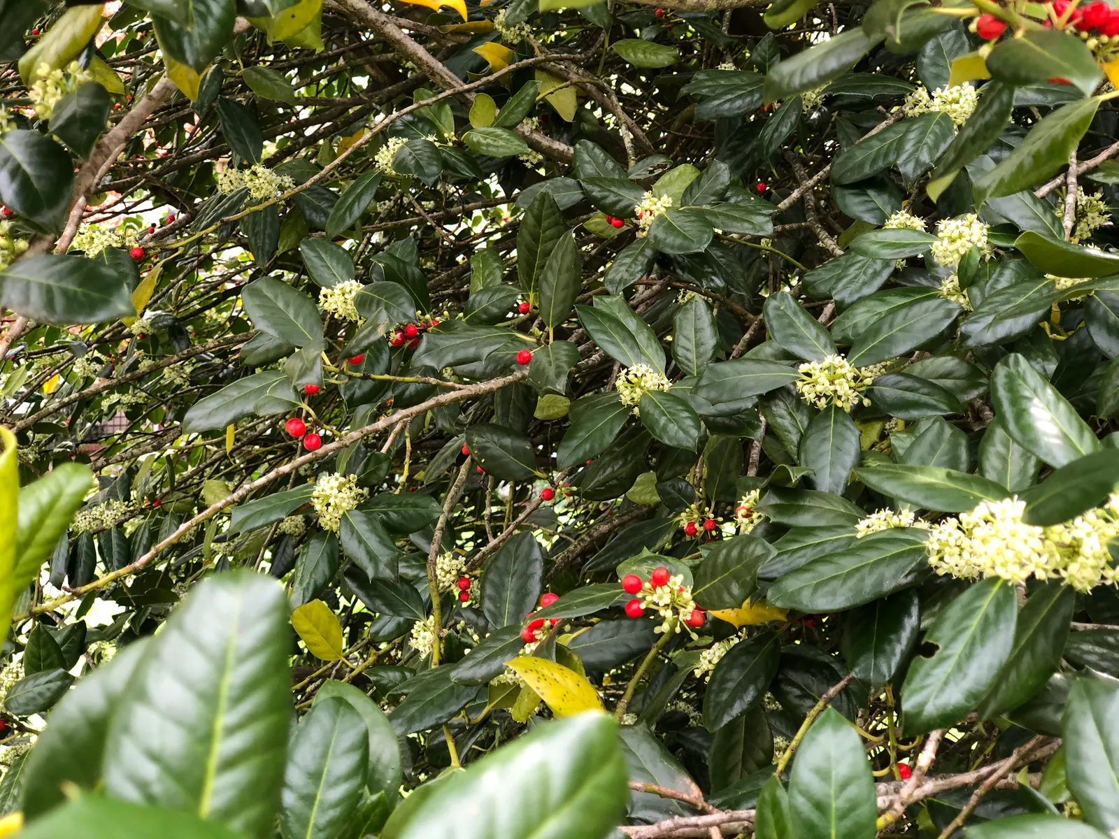 Nellie Stevens Holly (Ilex X 'Nellie R. Stevens') — dark green leaves and produces vibrant red berries in the fall