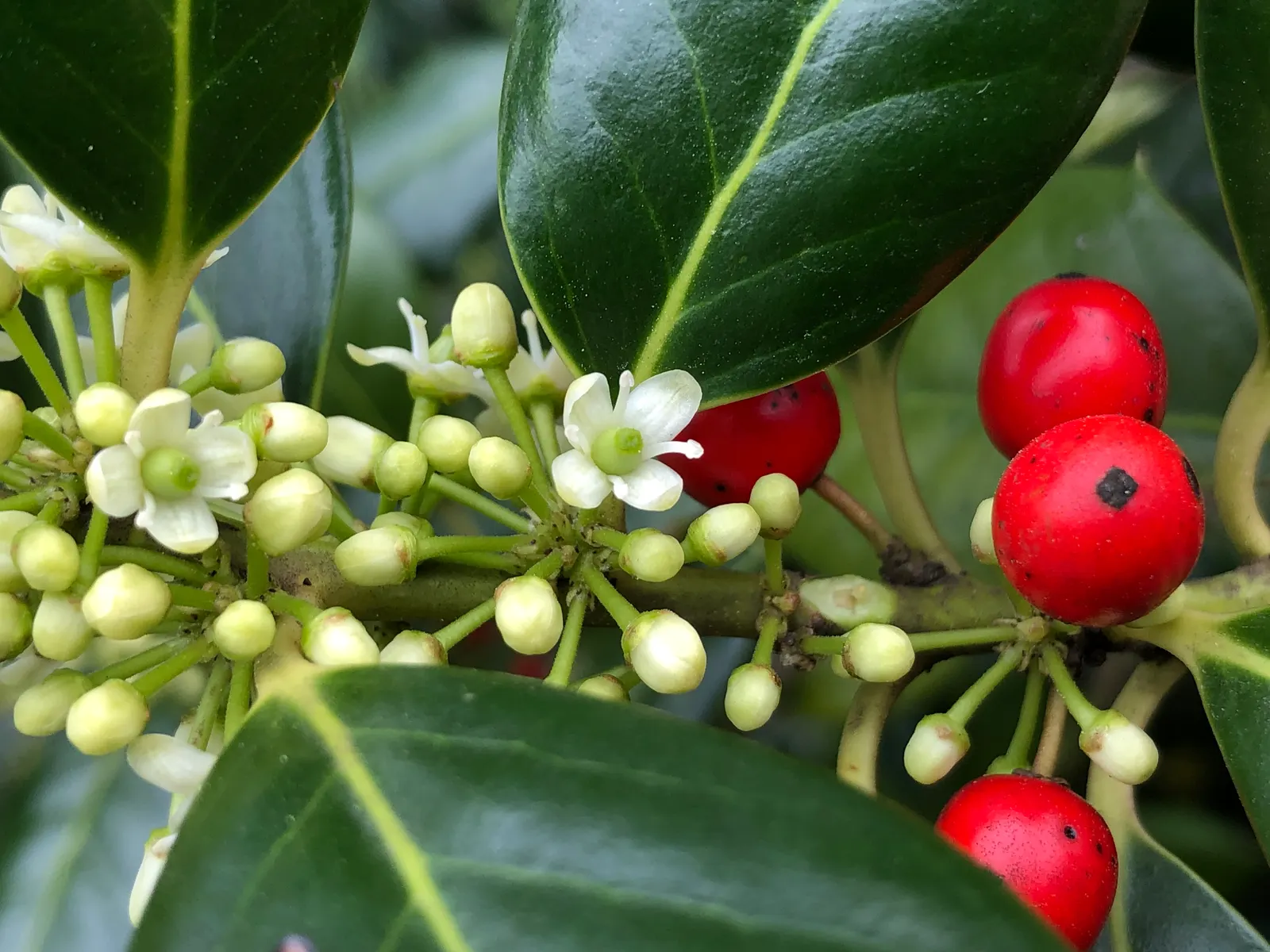 Nellie Stevens Holly (Ilex X 'Nellie R. Stevens') — Stevens') is a robust, evergreen shrub, reaching heights of 15-25 feet with a spread of 10-12 feet