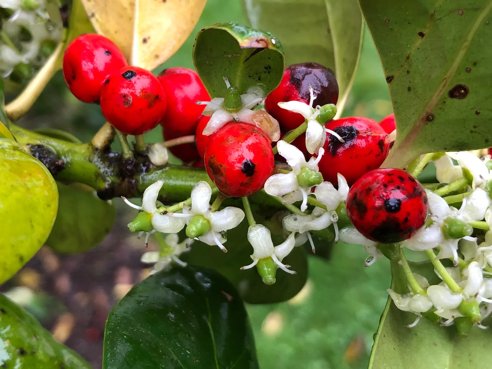 Nellie Stevens Holly (Ilex X 'Nellie R. Stevens') — The Nellie Stevens Holly (Ilex x 'Nellie R