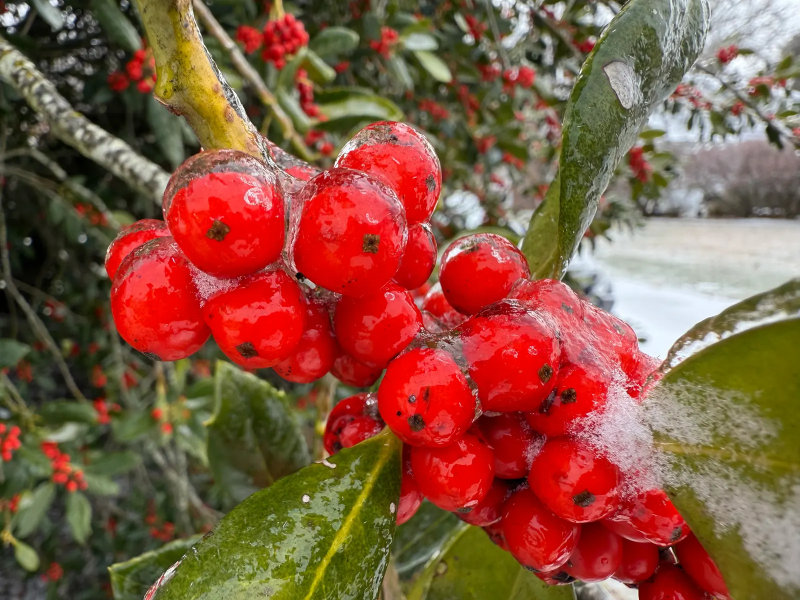 Nellie Stevens Holly (Ilex X 'Nellie R. Stevens') — providing year-round interest