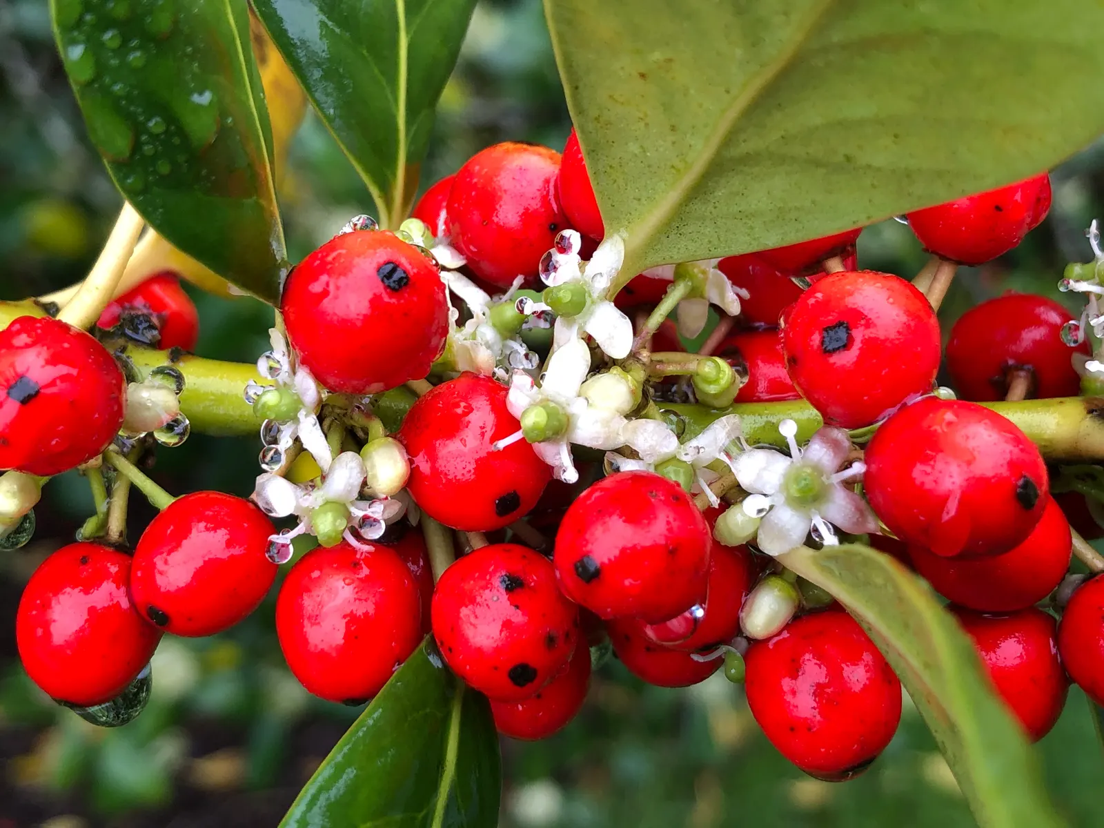 Nellie Stevens Holly (Ilex X 'Nellie R. Stevens') — pyramidal shape with lustrous