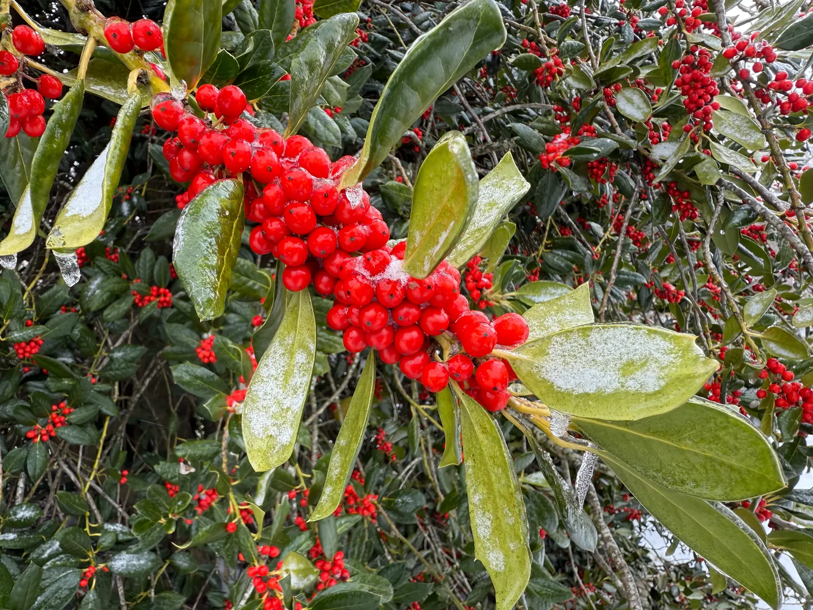 Nellie Stevens Holly (Ilex X 'Nellie R. Stevens') — Ideal for privacy screens and hedges