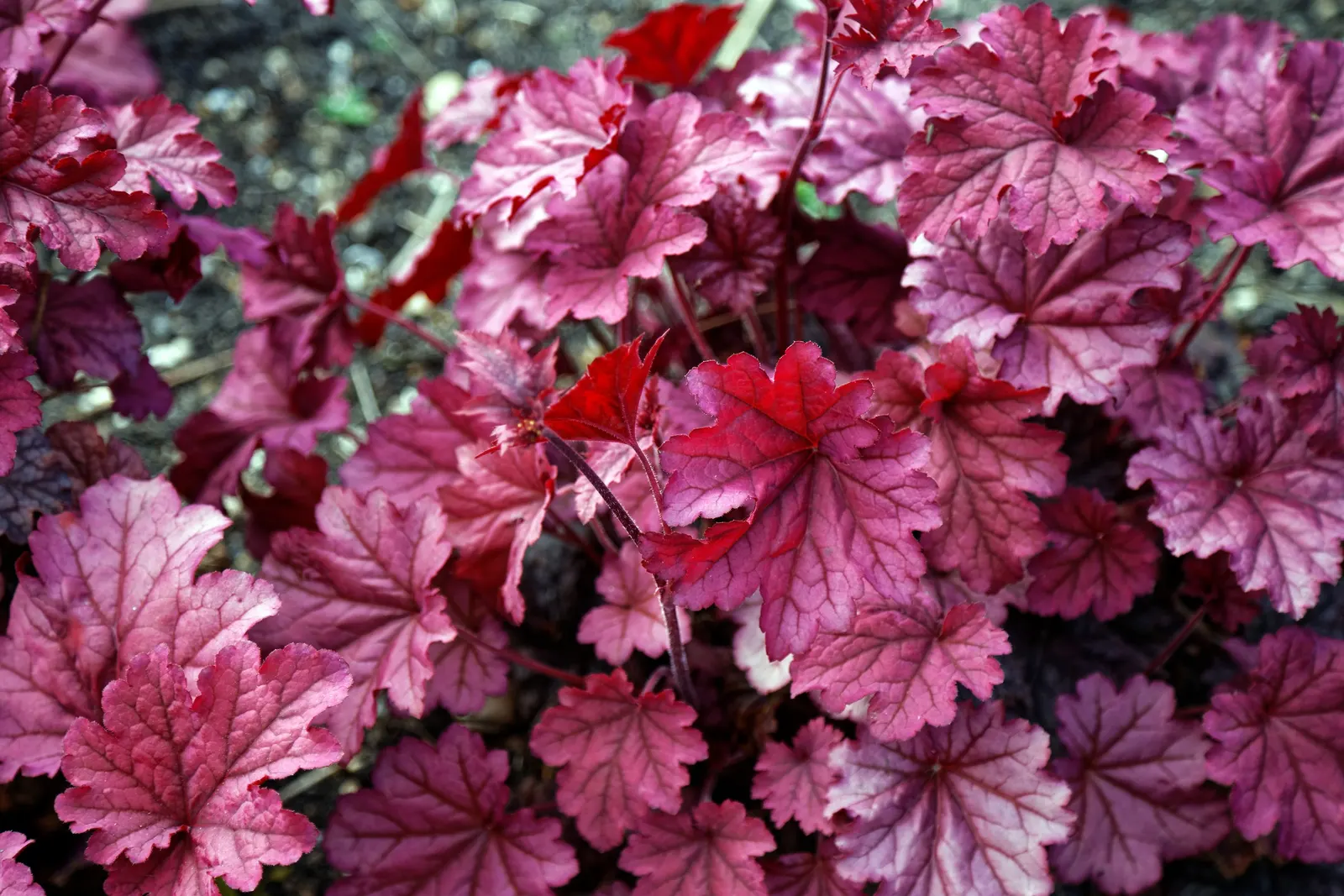 Berry Smoothie Alum Root (Heuchera 'Berry Smoothie') — Ideal for partial to full shade