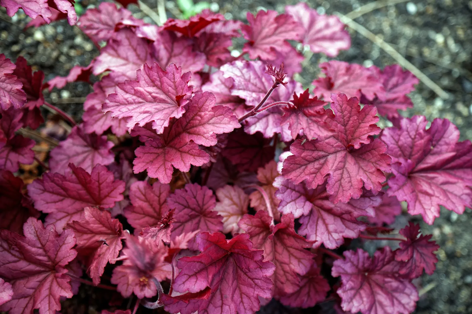 Berry Smoothie Alum Root (Heuchera 'Berry Smoothie') — reaching a height of 18 to 24 inches and a spread of about 18 inches