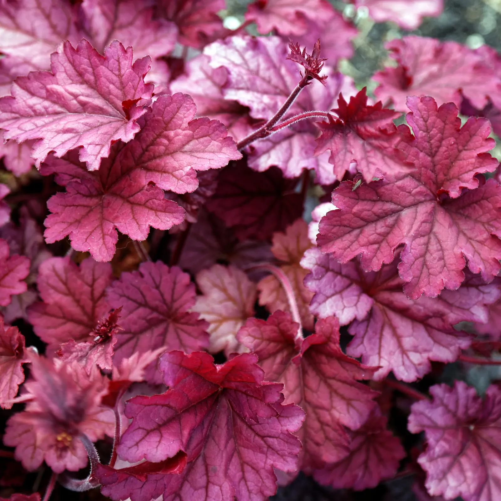 Berry Smoothie Alum Root (Heuchera 'Berry Smoothie') — This robust perennial thrives in zones 4-9
