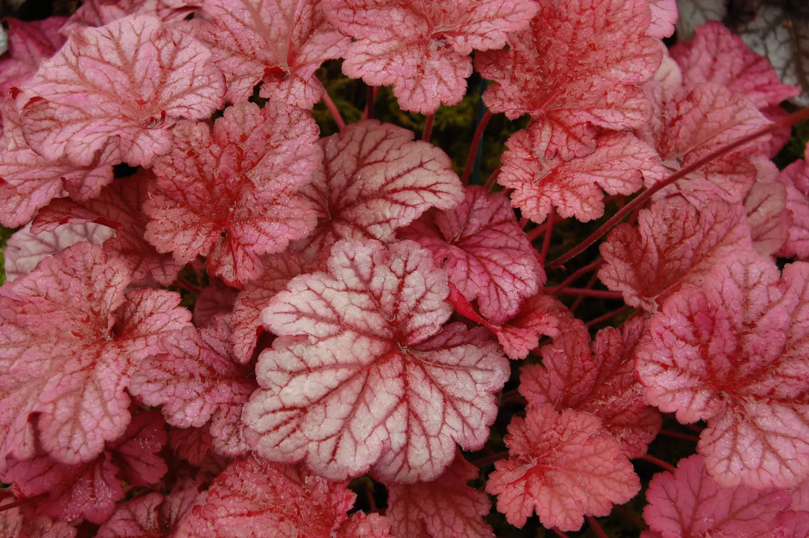 Berry Smoothie Alum Root (Heuchera 'Berry Smoothie') — shimmering pinkish-purple leaves that mature to a rich rose