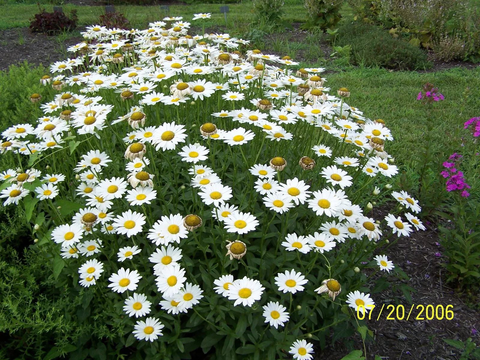 Becky Shasta Daisy (Leucanthemum X Sup. 'Becky') — Leucanthemum x superbum 'Becky'