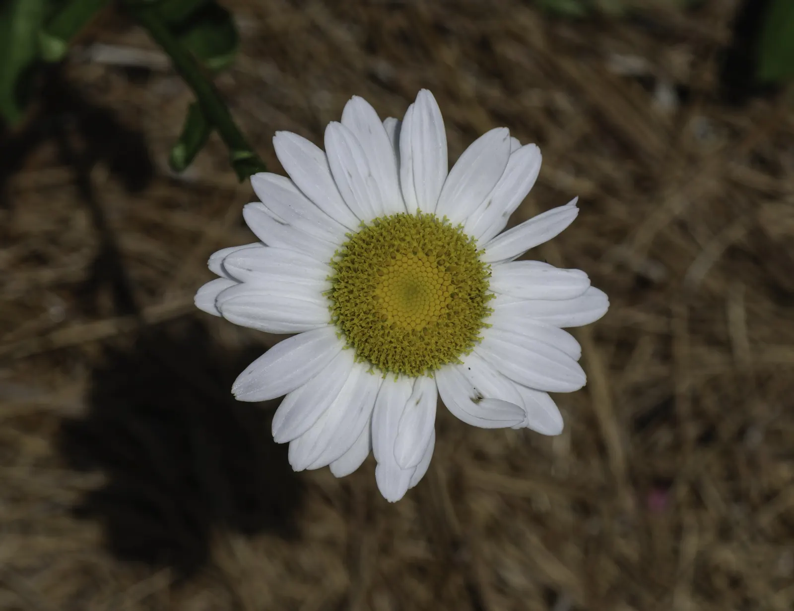 Becky Shasta Daisy (Leucanthemum X Sup. 'Becky') — is a robust perennial with an upright habit