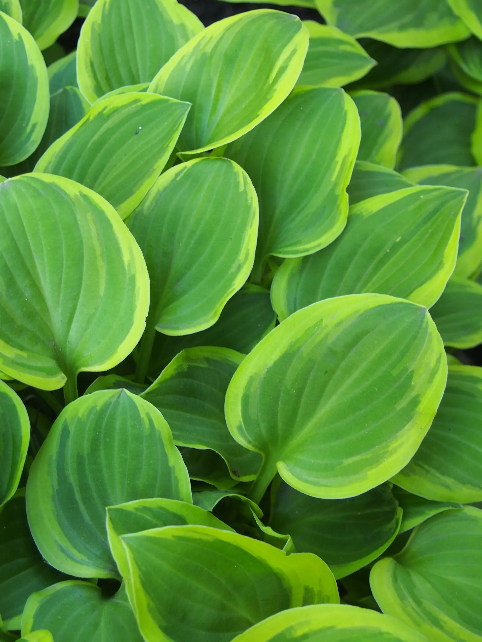 Golden Tiara Hosta (Hosta 'Golden Tiara') — the Golden Tiara Hosta is a low-maintenance choice that thrives in partial to full shade