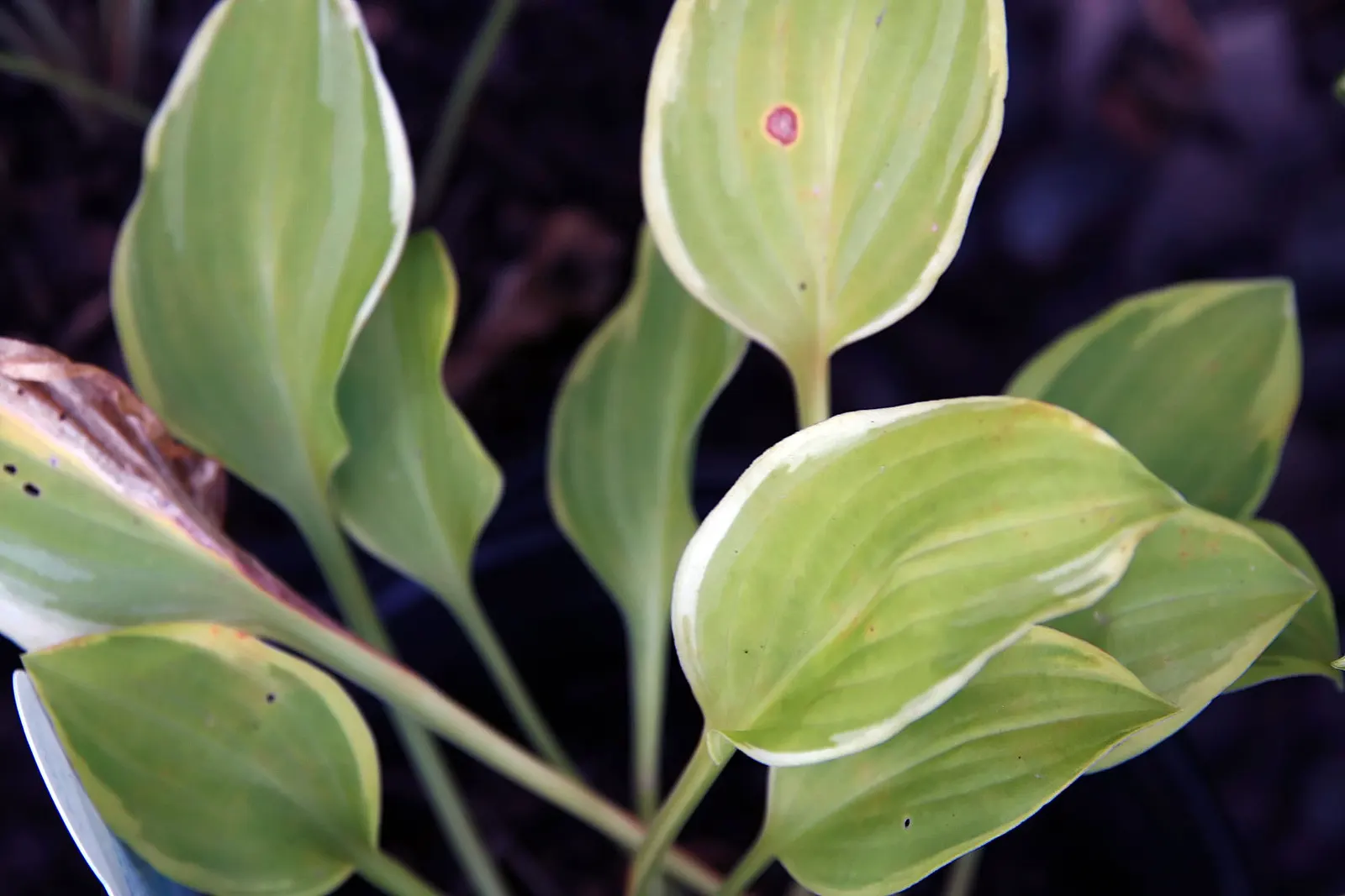 Golden Tiara Hosta (Hosta 'Golden Tiara') — a captivating addition to any shade garden