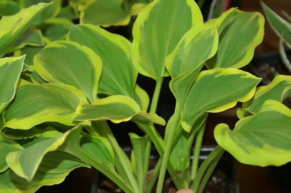 Golden Tiara Hosta (Hosta 'Golden Tiara') — stands out with its distinctive variegated leaves