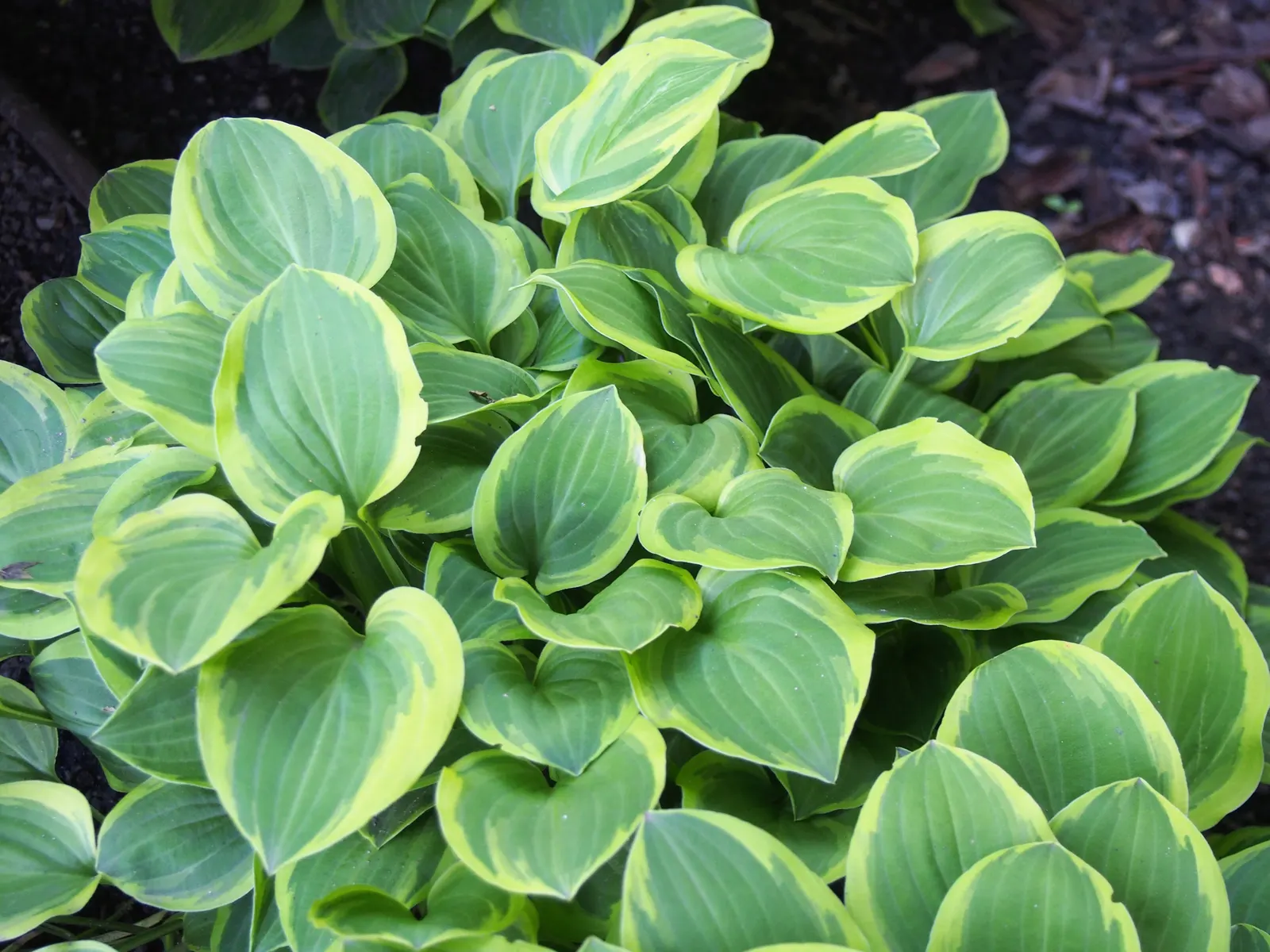 Golden Tiara Hosta (Hosta 'Golden Tiara') — Lavender flowers atop 24-inch stalks bloom in midsummer