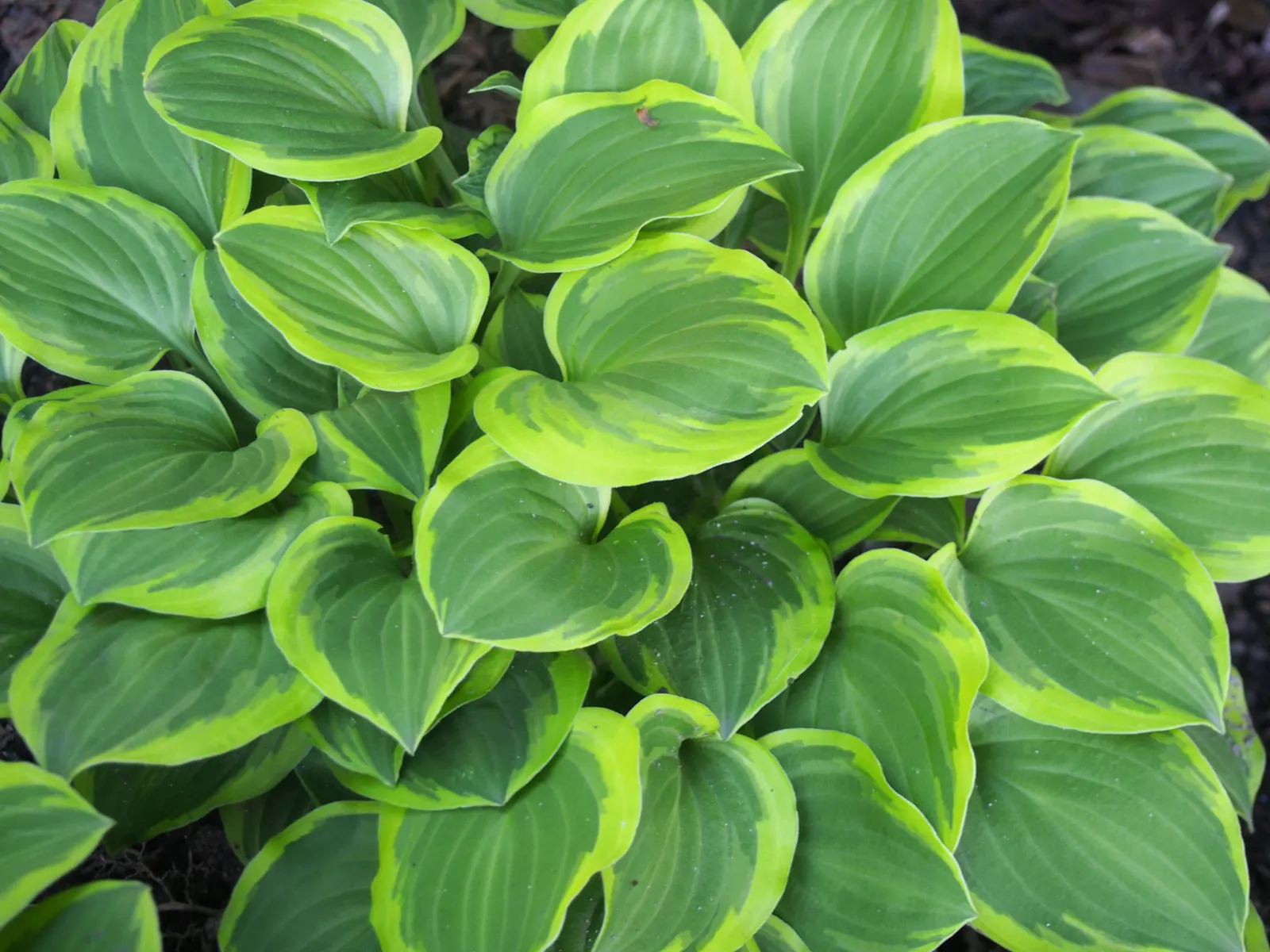 Golden Tiara Hosta (Hosta 'Golden Tiara') — Hosta 'Golden Tiara' showcases broad