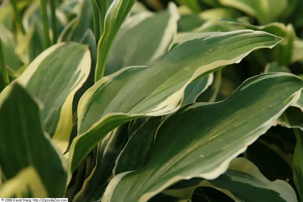 Golden Tiara Hosta (Hosta 'Golden Tiara') — A low-maintenance choice for ground cover or border accentuation