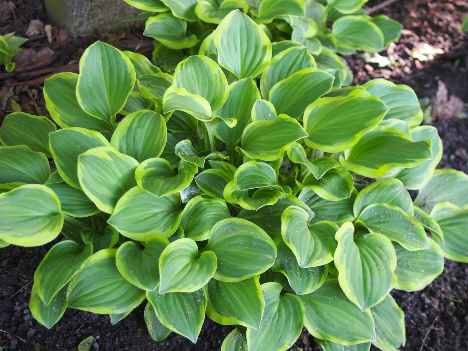 Golden Tiara Hosta (Hosta 'Golden Tiara') — Ideal for adding contrast in woodland gardens, it prefers moist, well-drained soil