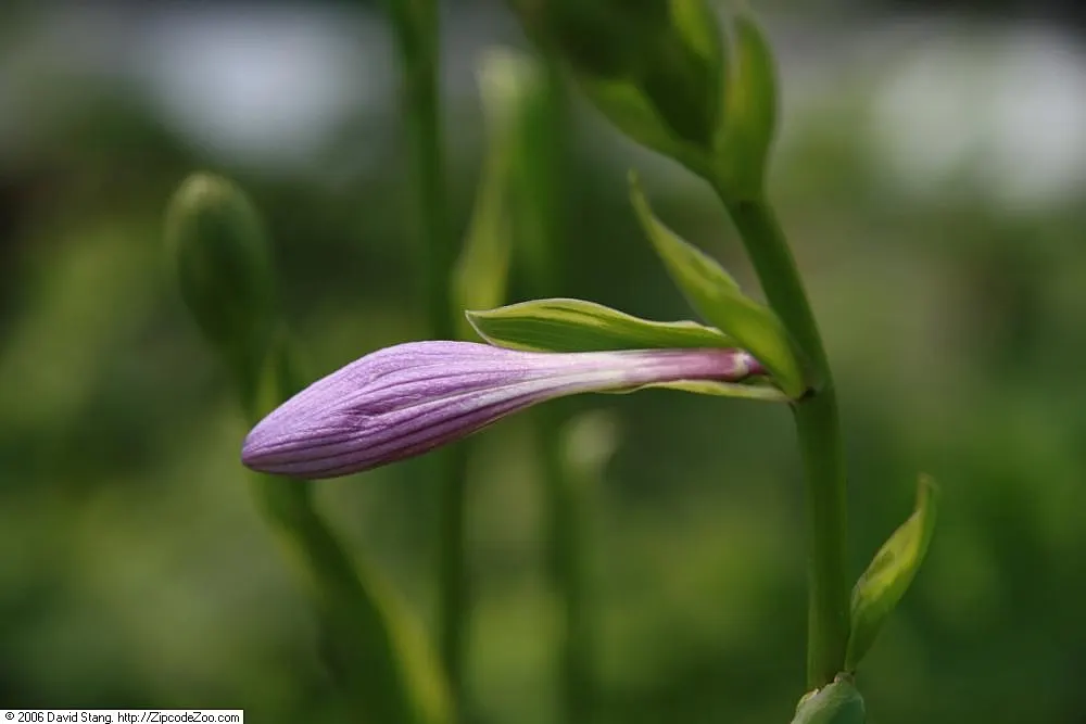 Golden Tiara Hosta (Hosta 'Golden Tiara') — heart-shaped leaves with vibrant green centers encircled by golden-yellow margins