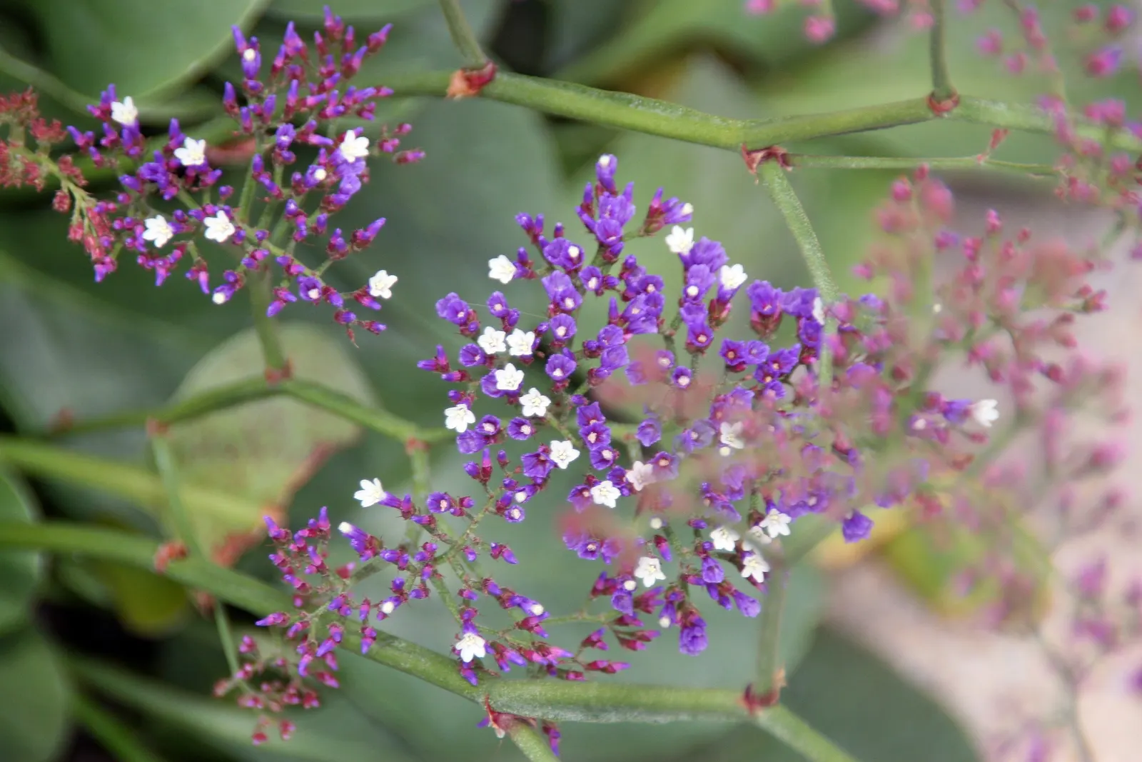 Sea Lavender (Limonium Perezii) — Tolerant of salt and drought, it's ideal for coastal landscapes; ensures a burst of color with minimal upkeep, image 149