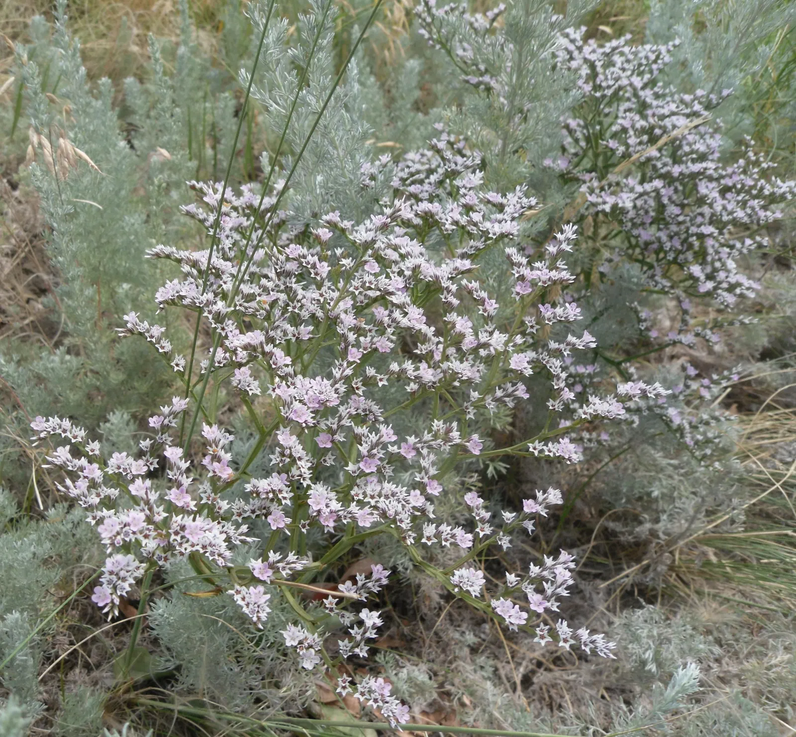 Sea Lavender (Limonium Perezii) — with a similar spread of up to 24 inches; is a robust perennial showcasing clusters of purple flowers atop 18-inch tall stems