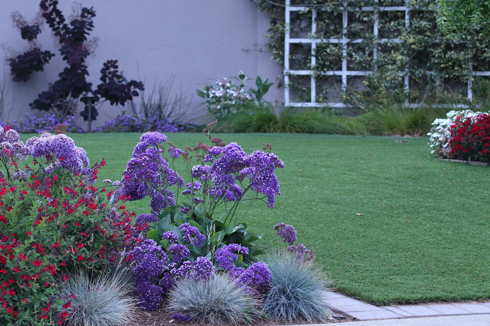 Sea Lavender (Limonium Perezii) — Its evergreen foliage provides year-round interest; spoon-shaped green leaves, image 147