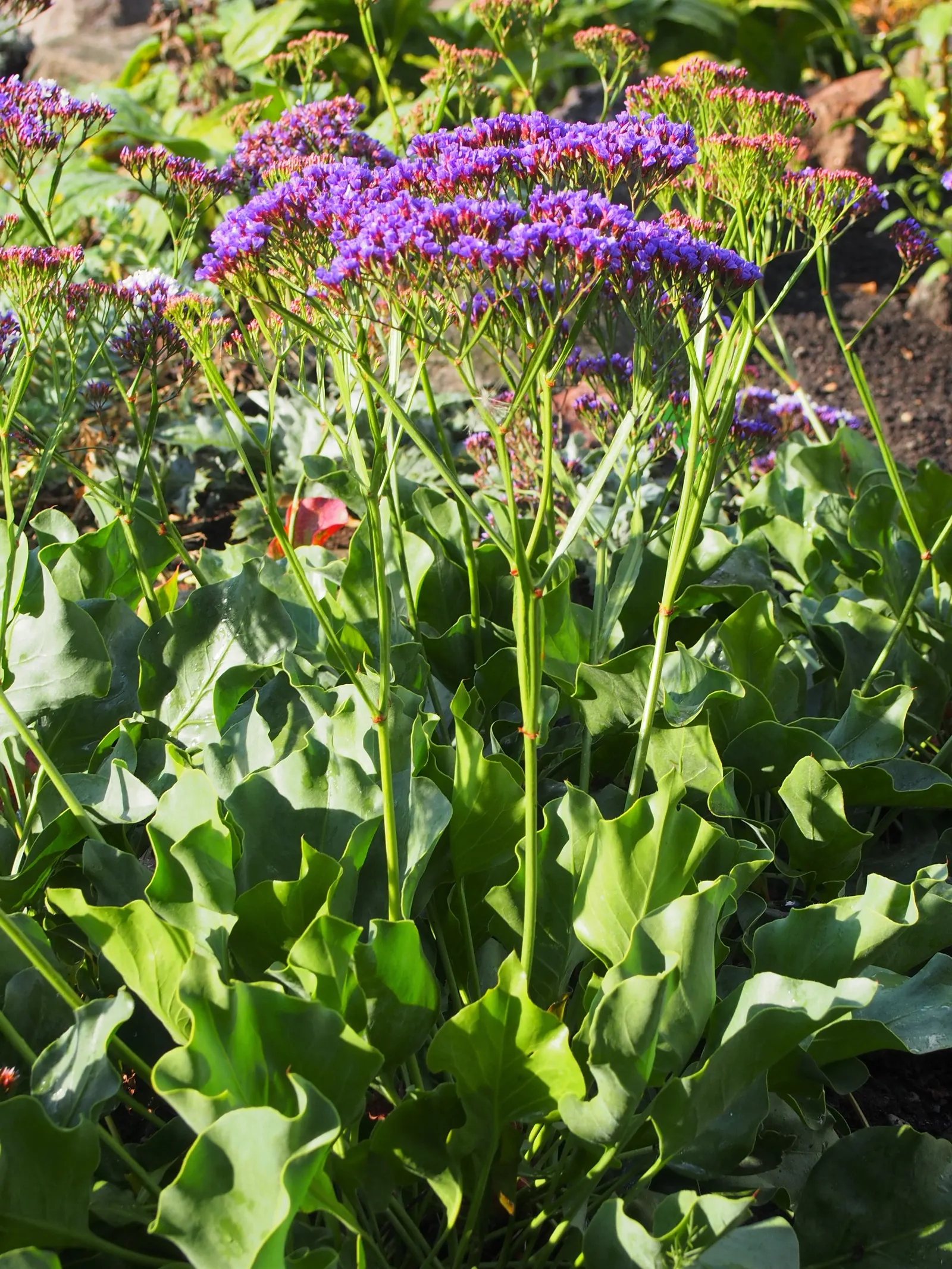 Sea Lavender (Limonium Perezii) — Sea Lavender thrives in USDA hardiness zones 8 through 11 and flourishes best when exposed to full sunlight; with a similar