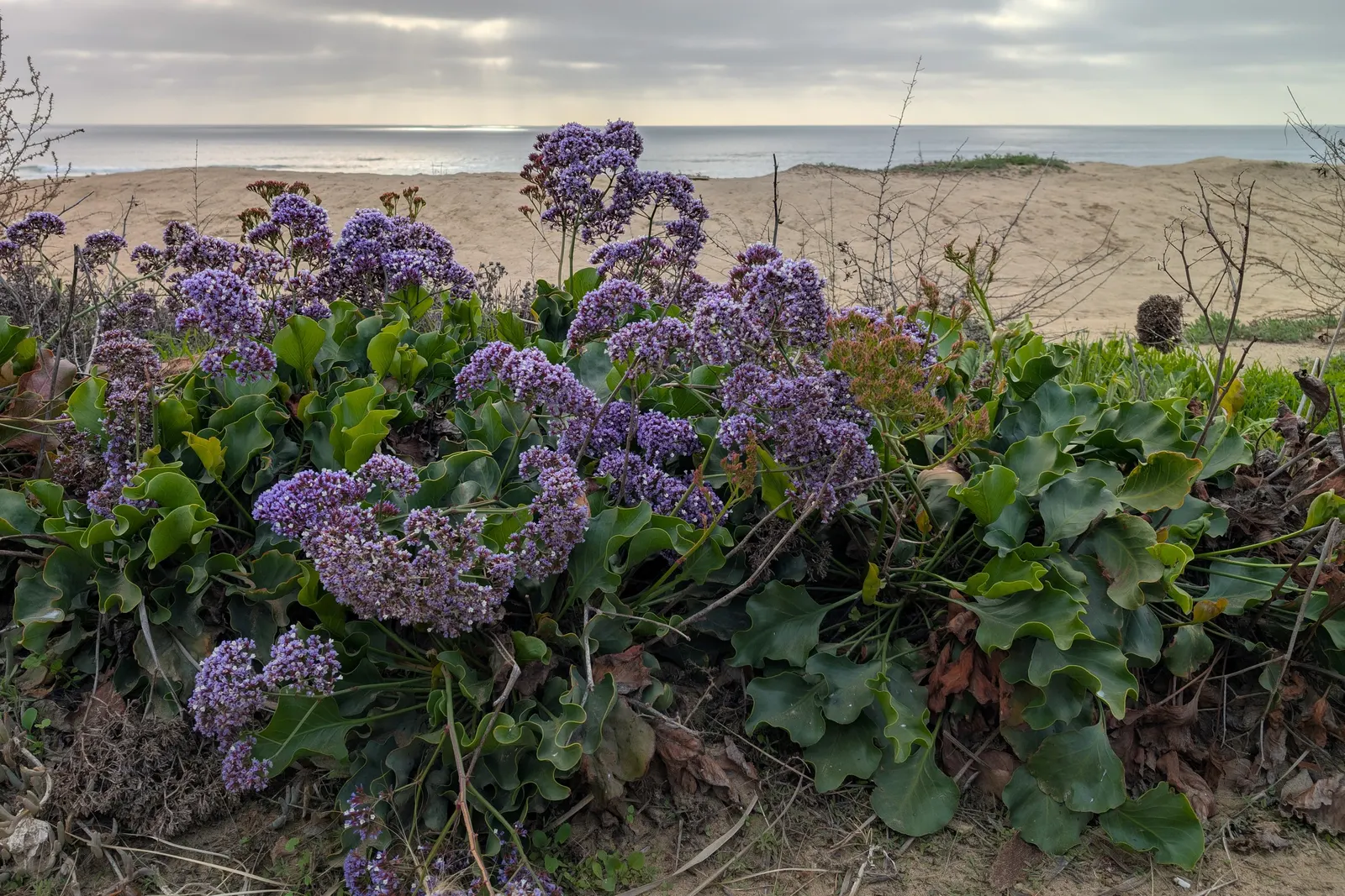 Sea Lavender (Limonium Perezii) — with a spread of 2-3 feet; prized for its striking blooms and resilience in coastal conditions, image 146
